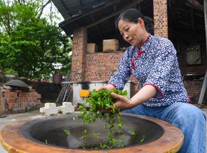CHINA-CHONGQING-RONGCHANG-RECOLECCION DE HOJAS DE TE