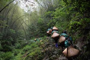 CHINA-HUANGSHAN-AGRICULTURA-TE