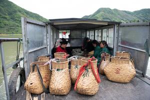CHINA-HUANGSHAN-AGRICULTURA-TE