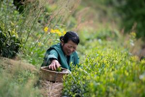 CHINA-HUANGSHAN-AGRICULTURA-TE