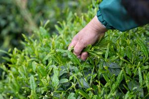 CHINA-HUANGSHAN-AGRICULTURA-TE