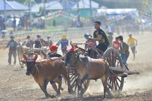 TAILANDIA-PHETCHABURI-CARRERA DE CARROS TIRADOS POR BUEYES