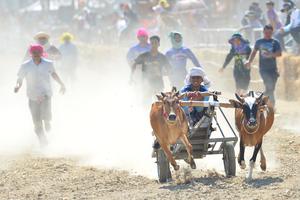 TAILANDIA-PHETCHABURI-CARRERA DE CARROS TIRADOS POR BUEYES