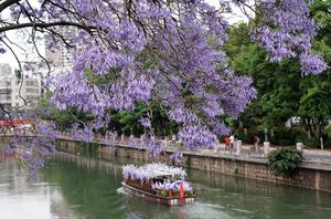 CHINA-YUNNAN-KUNMING-FLORES DE JACARANDA