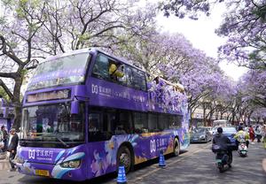 CHINA-YUNNAN-KUNMING-FLORES DE JACARANDA