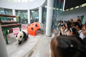 CHINA-TIANJIN-PANDA-CUMPLEAÑOS