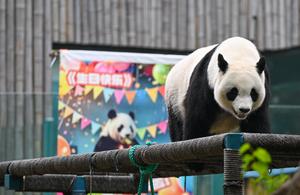 CHINA-TIANJIN-PANDA-CUMPLEAÑOS