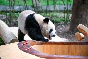 CHINA-CHONGQING-ZOOLOGICO-PANDAS GIGANTES