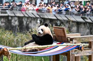 CHINA-CHONGQING-ZOOLOGICO-PANDAS GIGANTES
