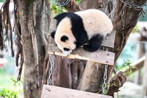 CHINA-CHONGQING-ZOOLOGICO-PANDAS GIGANTES