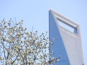 CHINA-SPRING-BLOSSOMS-SCENERY (CN)