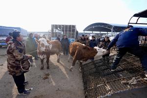 CHINA-NINGXIA-GUYUAN-MERCADO DE COMERCIO DE GANADO