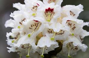 CHINA-CHENGDU-ESPECIE DE RODODENDRO ALPINO-FLORECIMIENTO