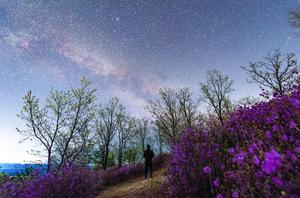 CHINA-HEILONGJIANG-CIELO ESTRELLADO-FLORES