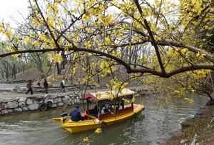 CHINA-BEIJING-PARQUE YUANMINGYUAN-PRIMAVERA-TURISMO