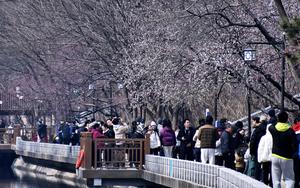 CHINA-BEIJING-FLORES DE DURAZNOS-PAISAJE