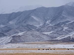 CHINA-QINGHAI-QILIAN-NIEVE-PAISAJE