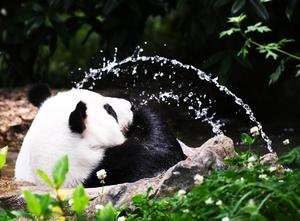 CHINA-SICHUAN-CHENGDU-PANDA GIGANTE