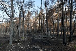FRANCIA-SEINE-ET-MARNE-BOSQUE DE FONTAINEBLEAU-INCENDIO FORESTAL-SECUELAS