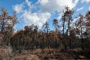 FRANCIA-SEINE-ET-MARNE-BOSQUE DE FONTAINEBLEAU-INCENDIO FORESTAL-SECUELAS