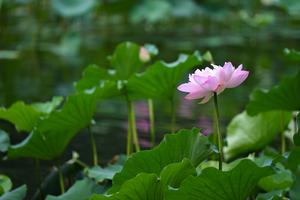 CHINA-BEIJING-FLORES DE LOTO