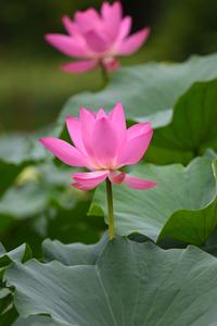 CHINA-BEIJING-FLORES DE LOTO