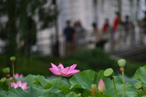 CHINA-BEIJING-FLORES DE LOTO