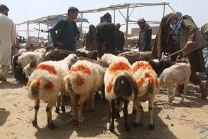 AFGANISTAN-KABUL-EID AL-ADHA