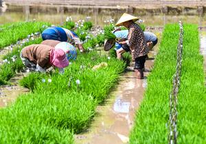 CHINA-CHONGQING-HECHUAN-PRIMAVERA-AGRICULTURA