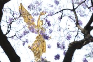 MEXICO-CIUDAD DE MEXICO-JACARANDAS