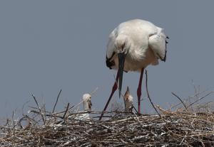 CHINA-HEILONGJIANG-AVES MIGRATORIAS-POLLUELOS