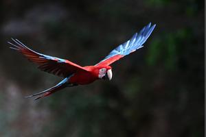BRASIL-MATO GROSSO DO SUL-FAUNA