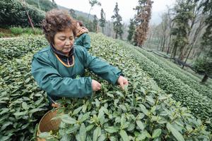 CHINA-ZHEJIANG-HANGZHOU-TE LONGJING DEL LAGO OESTE