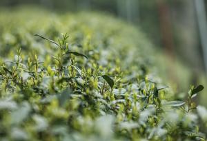 CHINA-ZHEJIANG-HANGZHOU-TE LONGJING DEL LAGO OESTE