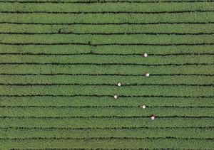 CHINA-ZHEJIANG-HANGZHOU-TE LONGJING DEL LAGO OESTE
