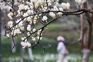 CHINA-PRIMAVERA-PAISAJE