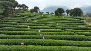 CHINA-PRIMAVERA-PAISAJE