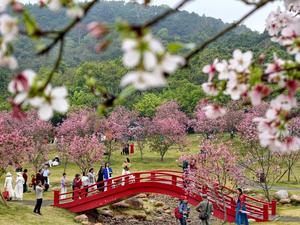 CHINA-PRIMAVERA-PAISAJE