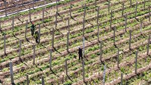 CHINA-GUYU-AGRICULTURA
