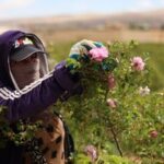 SIRIA-QALAMOUN-DAMASCO-COSECHA DE ROSAS