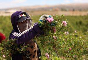 SIRIA-QALAMOUN-DAMASCO-COSECHA DE ROSAS