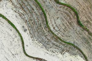 CHINA-GUYU-AGRICULTURA