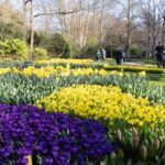 PAISES BAJOS-LISSE-KEUKENHOF-FLORES