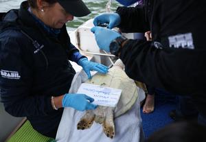 BRASIL-PARANA-PROYECTO DE CONSERVACION DE LA BIODIVERSIDAD