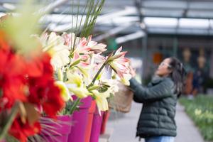 PAISES BAJOS-LISSE-KEUKENHOF-FLORES