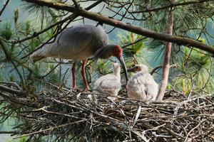 CHINA-SHAANXI-HANZHONG-IBIS CRESTADO-REPRODUCCION