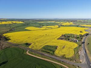 AUSTRALIA-NUEVA GALES DEL SUR-FLORES DE CANOLA