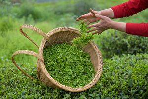 CHINA-PRIMAVERA-AGRICULTURA