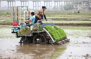 CHINA-PRIMAVERA-AGRICULTURA