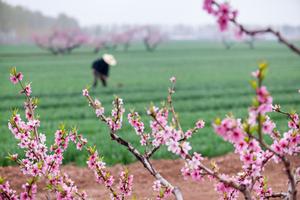 CHINA-PRIMAVERA-AGRICULTURA